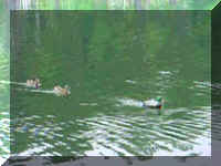 DuckFollowThum.jpg (12095 bytes)