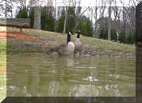 Goose.jpg (49972 bytes)