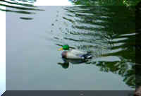 DuckAloneThum.jpg (28133 bytes)