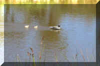 DuckJohn1.jpg (81707 bytes)