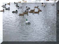 DuckJohnH.jpg (71314 bytes)