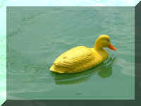 RonDucky3.jpg (53825 bytes)