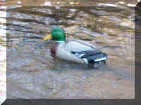 WhitewaterDuck.jpg (16486 bytes)