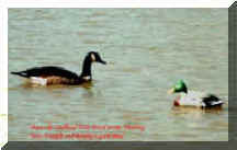 Rich01.jpg (30267 bytes)